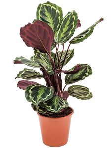 Calathea Medallion Ø14 H40