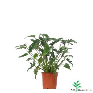 Philodendron Xanadu