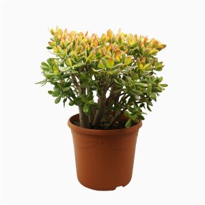 Crassula Ovata Sunset Ø35 H80