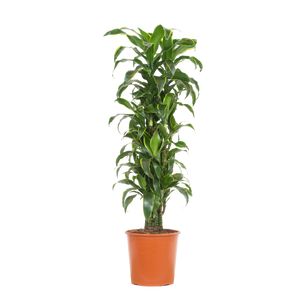 Dracaena Fragrans Art forgr. Ø27 H120