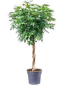 Schefflera Arboricola Compacta Flet st. Ø45 H180 