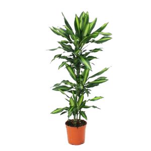 Dracaena Fragrans Art 3 pp. Ø24 H150