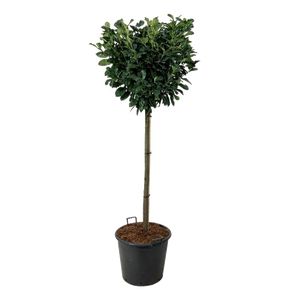 Prunus Etna Opst.