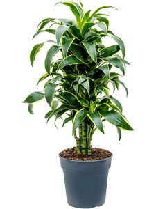 Dracaena Dorado Forgrenet