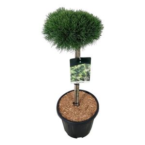 Pinus Mugo opstammet Ø32 H100