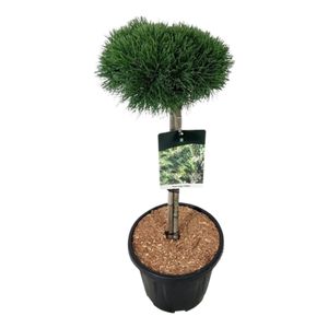 Pinus Mugo opstammet Ø32 H100