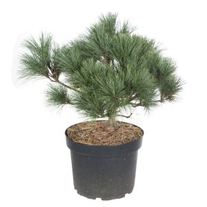 Pinus Strobus Radiata  Ø29 H40