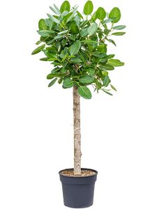 Ficus Benghalensis Audrey Opst. Ø50 H400