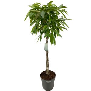Ficus Amstel King Flettet Stamme