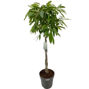 Ficus Amstel King Flettet Stamme