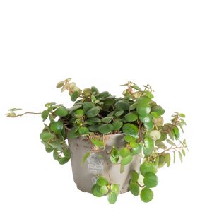 Peperomia 'Pepperspot' Ø11 H15