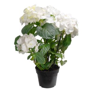 KI - Hydrangea