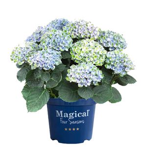 KI - Hydrangea