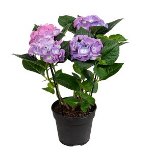 KI - Hydrangea