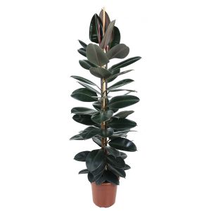 Ficus Elastica Abidjan 3 Pp.