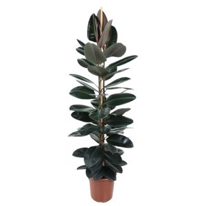 Ficus Elastica Abidjan 3 Pp.