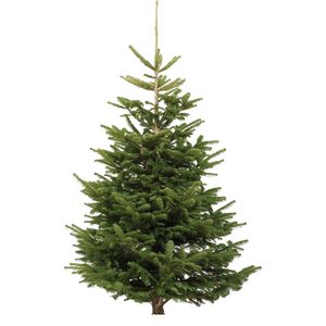 Juletræ Nordmannsgran ekskl. fod