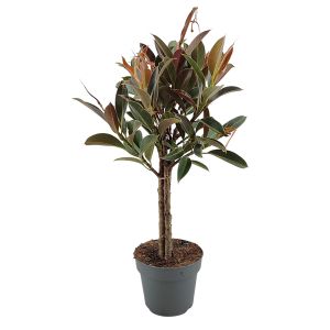 Ficus Elastica Melany 3 Pp