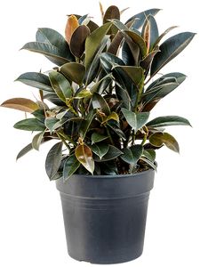 Ficus Elastica Melany 3 Pp
