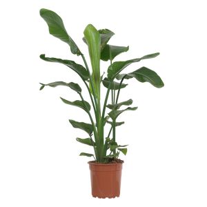 Strelitzia Nicolai