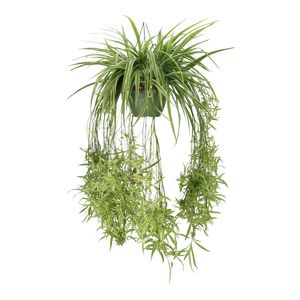 Chlorophytum Comosum, Variegatum Ø27