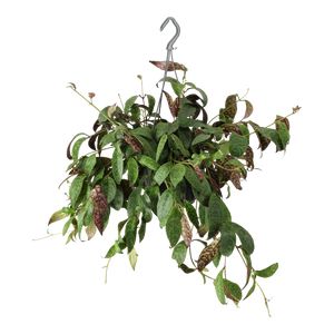 Aeschynanthus Marmoratus Ampel Ø15