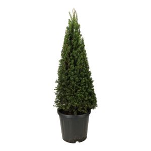 Taxus Baccata Pyramide