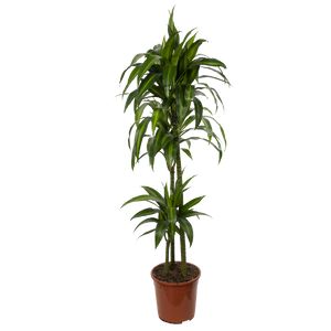 Dracaena Hawaiian Sunshine 3 Pp. Ø24 H140