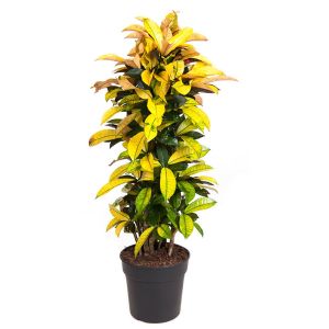 Codiaeum Var. Iceton Ø30 H170 