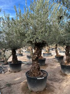 Olea Europaea Bonsai