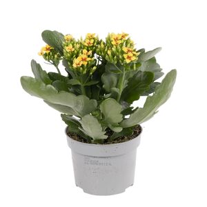Kalanchoe Tiger Gul