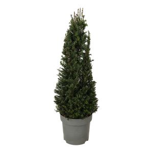 Taxus Baccata Pyramide