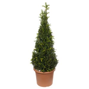 Taxus Baccata Pyramide