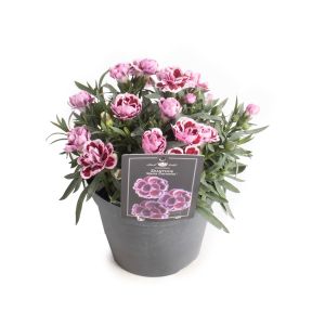 Dianthus lyserød Ø10,5