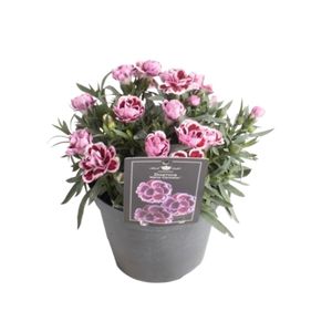 Dianthus lyserød Ø11