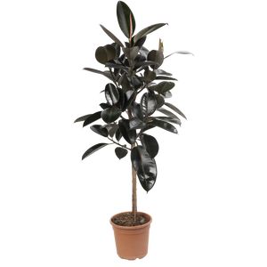 Ficus Elastica Abidjan opst. Ø24 H120