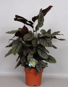 Calathea Ornata