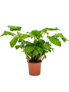 Calathea Network Ø30 H90