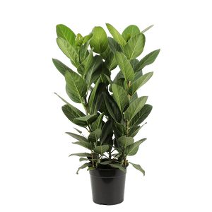 Ficus Benghalensis Audrey 3 Pp