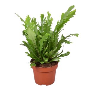 Asplenium Campio