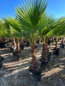 Washingtonia Robusta