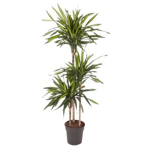 Dracaena Rikii 3Pp