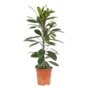 Ficus Cyathistipula 1Pp