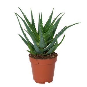 Aloe Arborrescens