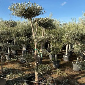Olea Europaea Pon Pon