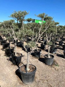Olea Europaea Pon Pon