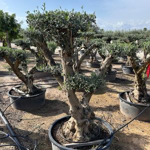Olea Europaea Pon Pon. Ekstra Ø85 H200