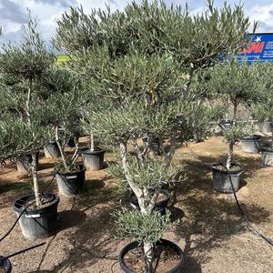 Olea Europaea Pon Pon