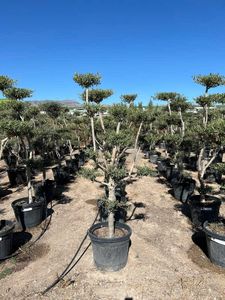 Olea Europaea Pon Pon
