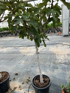 Ficus Carica opst. Ø40 H170